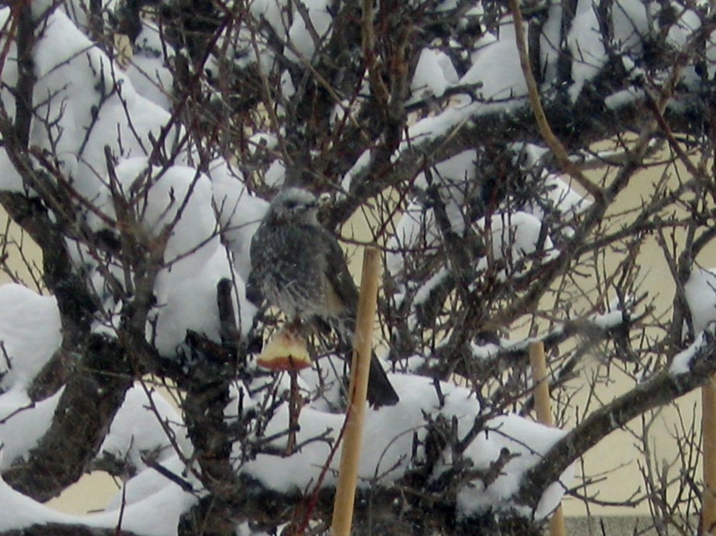 f:id:atarou:20130310085950j:image