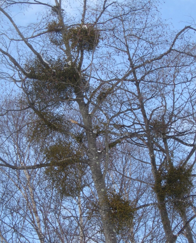 f:id:atarou:20130312055501j:image