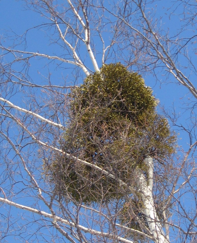 f:id:atarou:20130312063704j:image