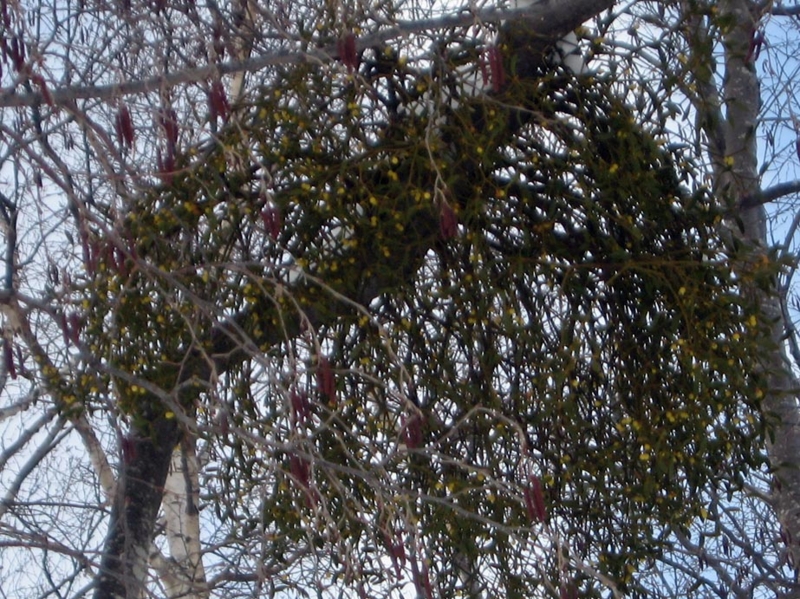 f:id:atarou:20130312085715j:image