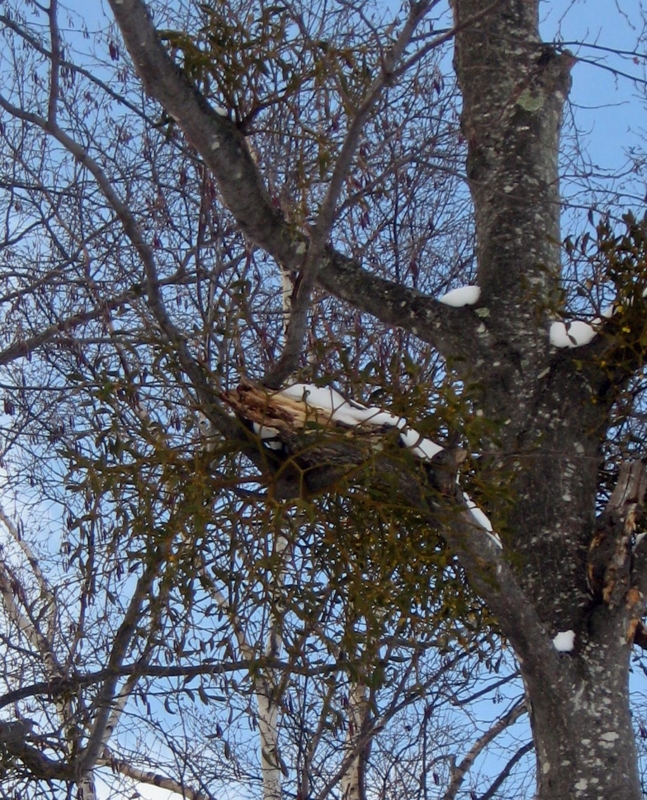 f:id:atarou:20130312085716j:image