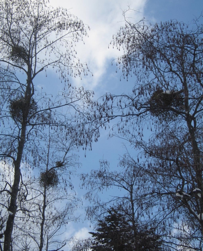 f:id:atarou:20130312085719j:image