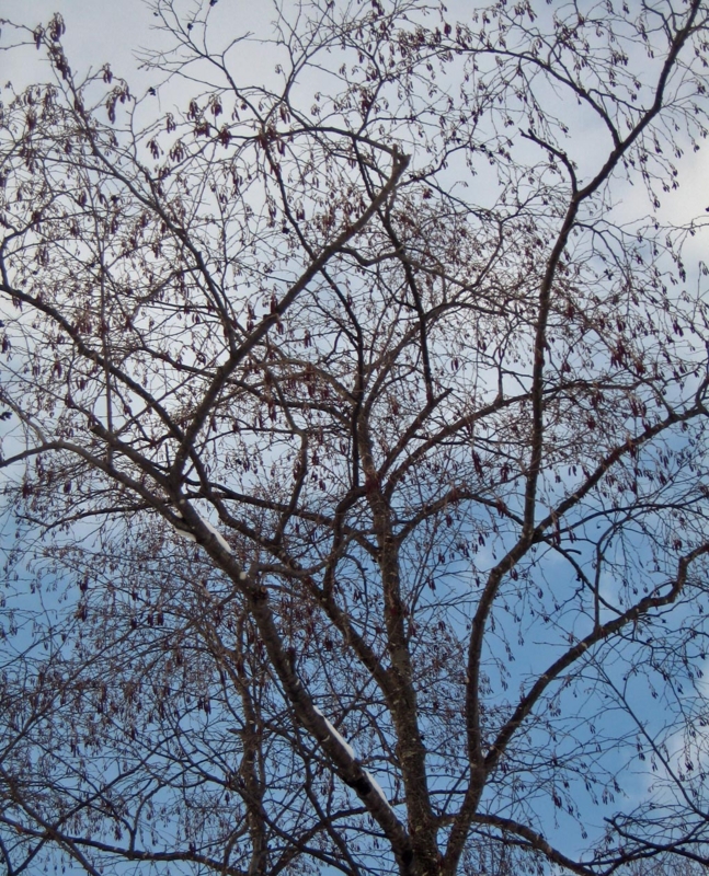 f:id:atarou:20130312085721j:image