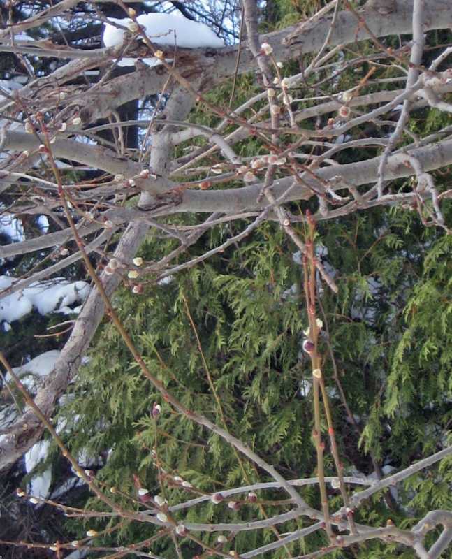 f:id:atarou:20130312090305j:image