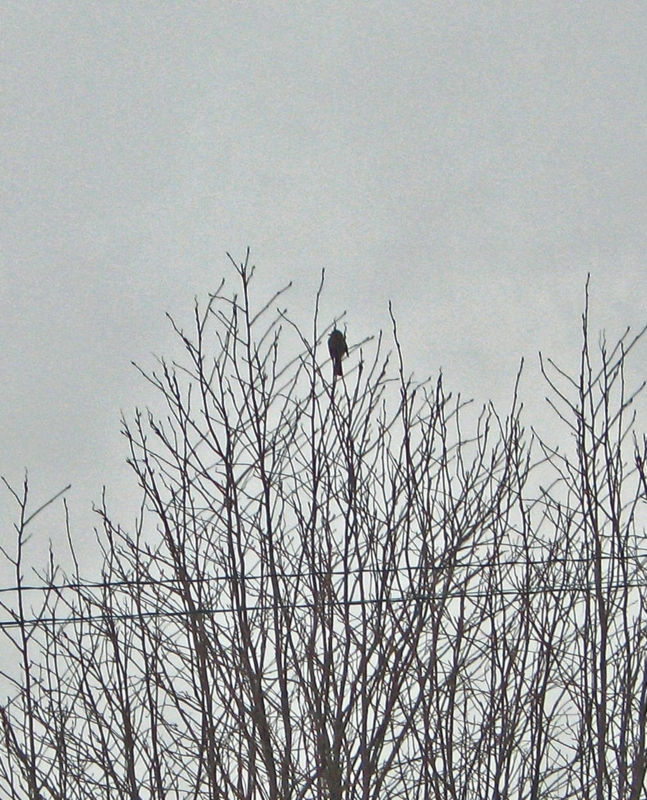 f:id:atarou:20130313063806j:image