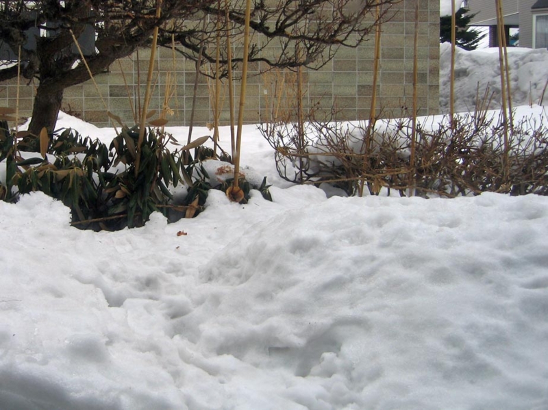 f:id:atarou:20130313085505j:image