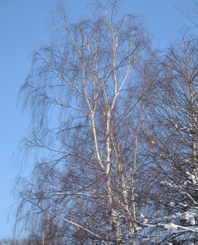 f:id:atarou:20130315054751j:image