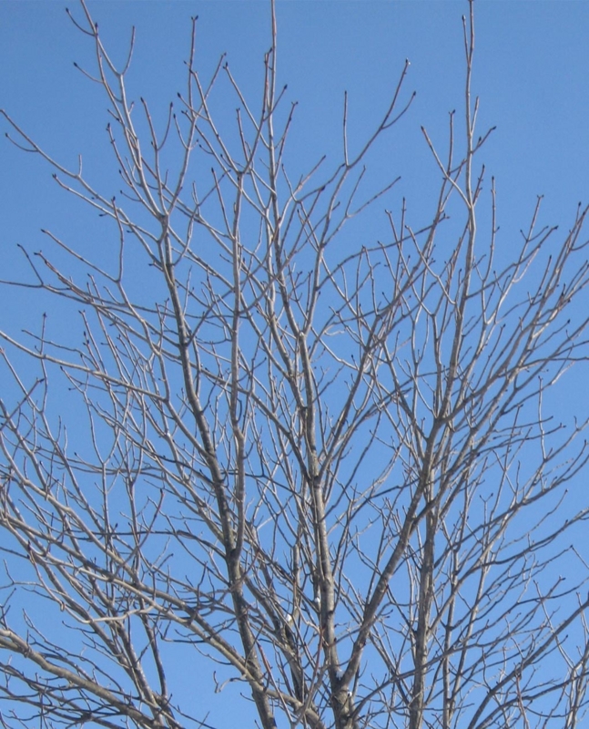 f:id:atarou:20130315061858j:image