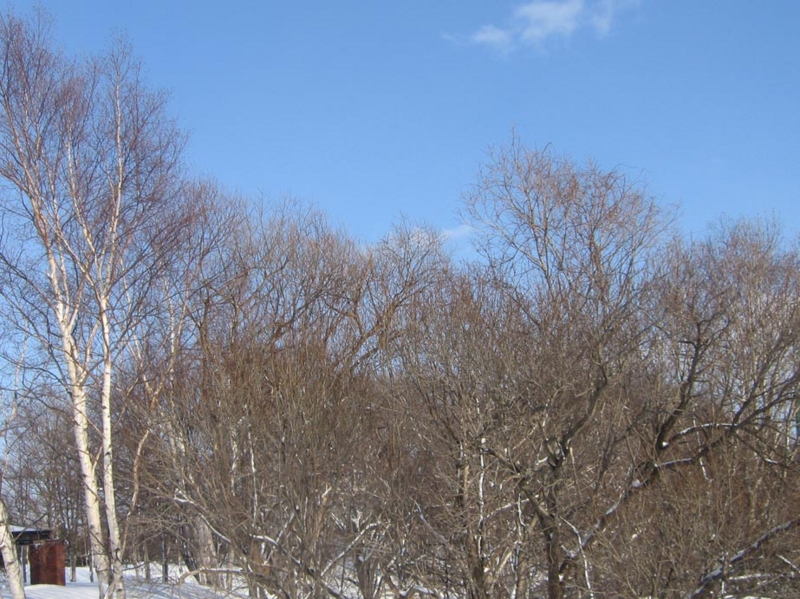 f:id:atarou:20130315090847j:image