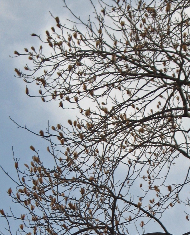 f:id:atarou:20130316061717j:image