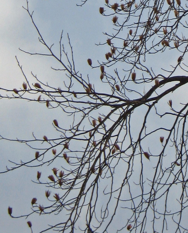 f:id:atarou:20130316063633j:image