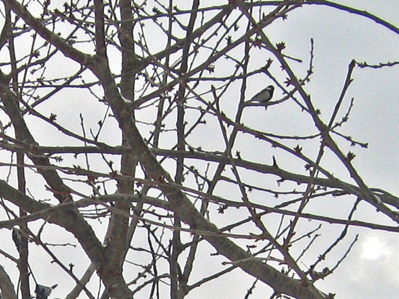 f:id:atarou:20130317090332j:image