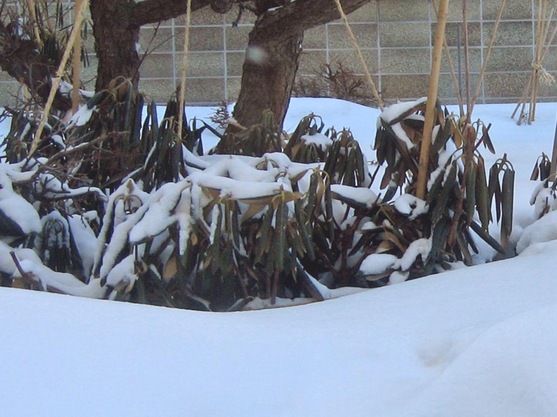 f:id:atarou:20130317092157j:image