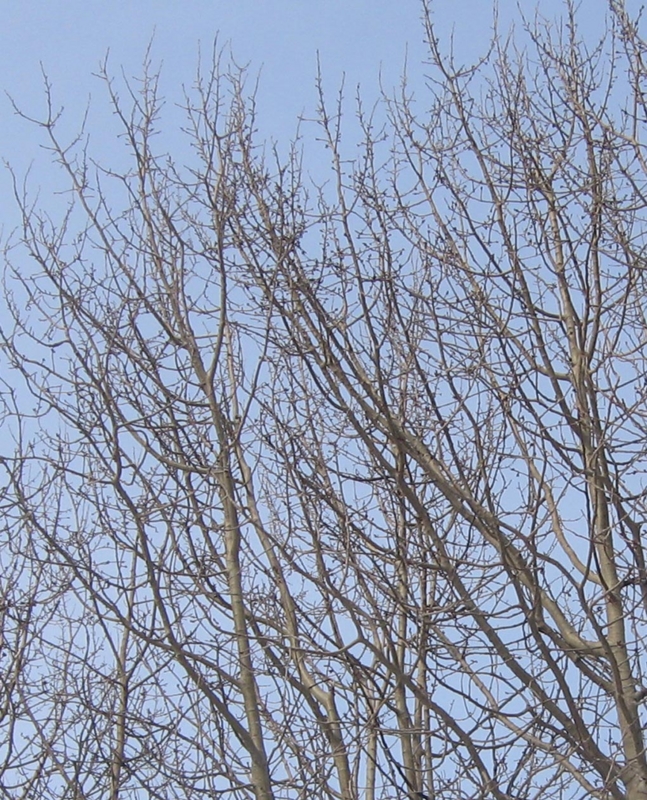f:id:atarou:20130318065129j:image