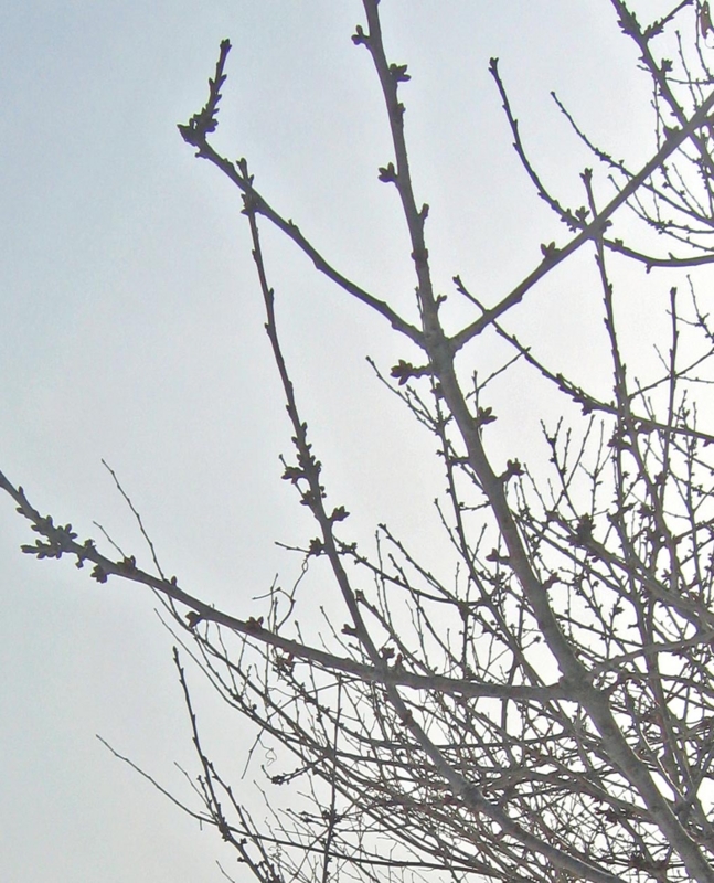 f:id:atarou:20130318071827j:image