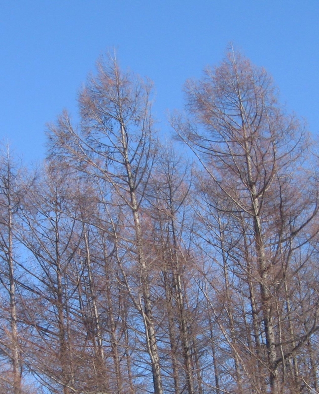 f:id:atarou:20130320084949j:image