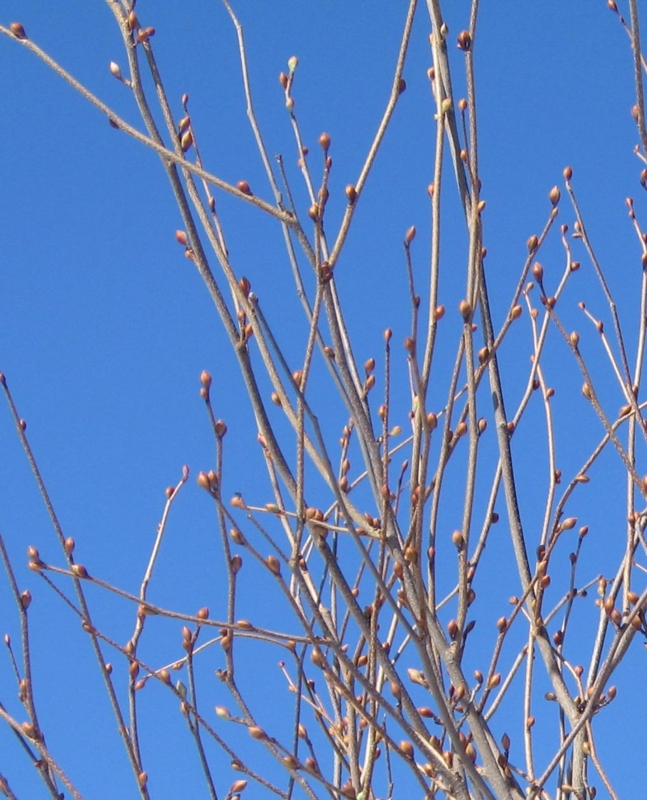 f:id:atarou:20130320085826j:image