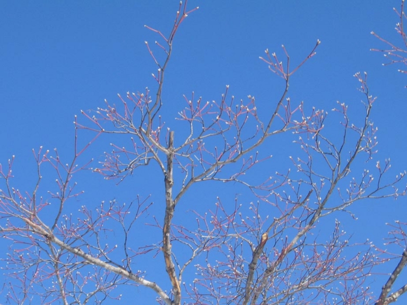 f:id:atarou:20130320090215j:image