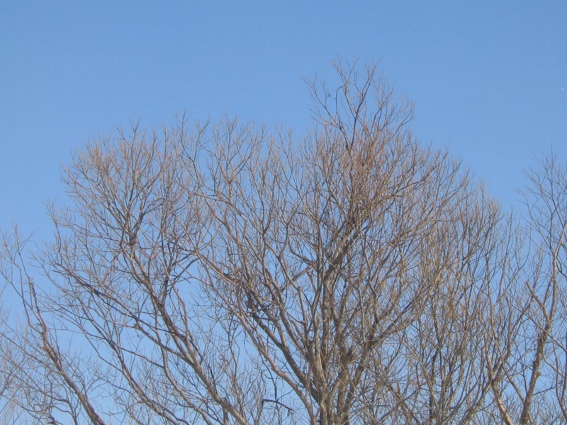 f:id:atarou:20130324064408j:image