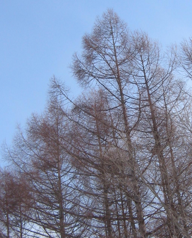 f:id:atarou:20130324084826j:image