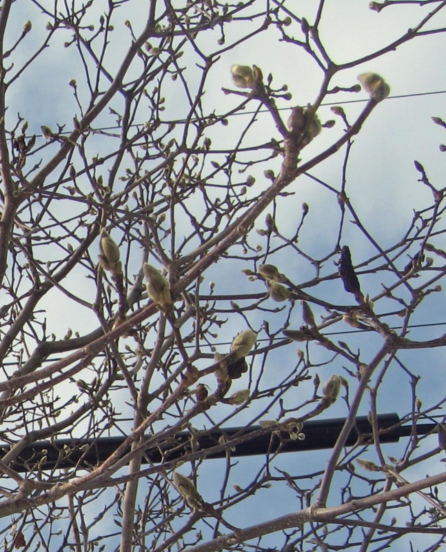 f:id:atarou:20130325063007j:image