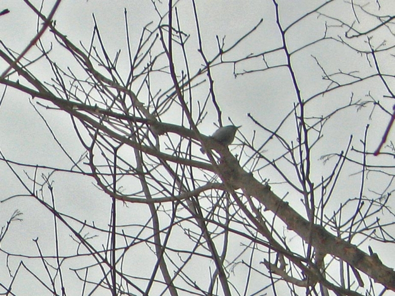 f:id:atarou:20130325065744j:image