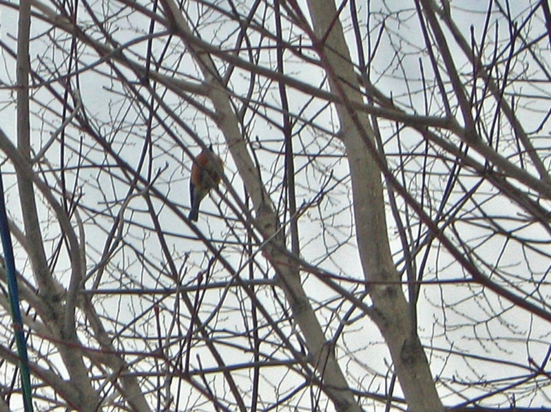 f:id:atarou:20130325065747j:image