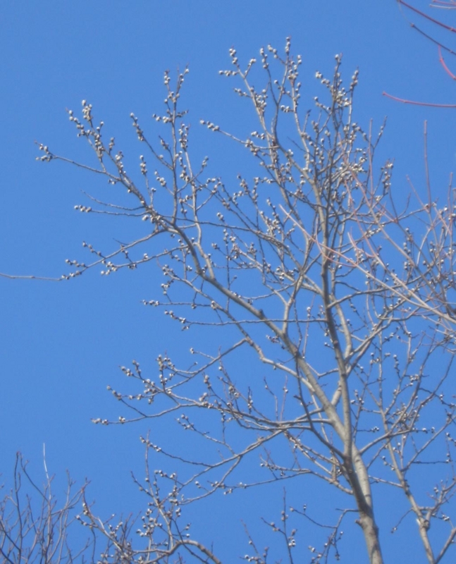 f:id:atarou:20130326171113j:image