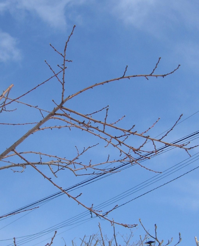 f:id:atarou:20130327085056j:image