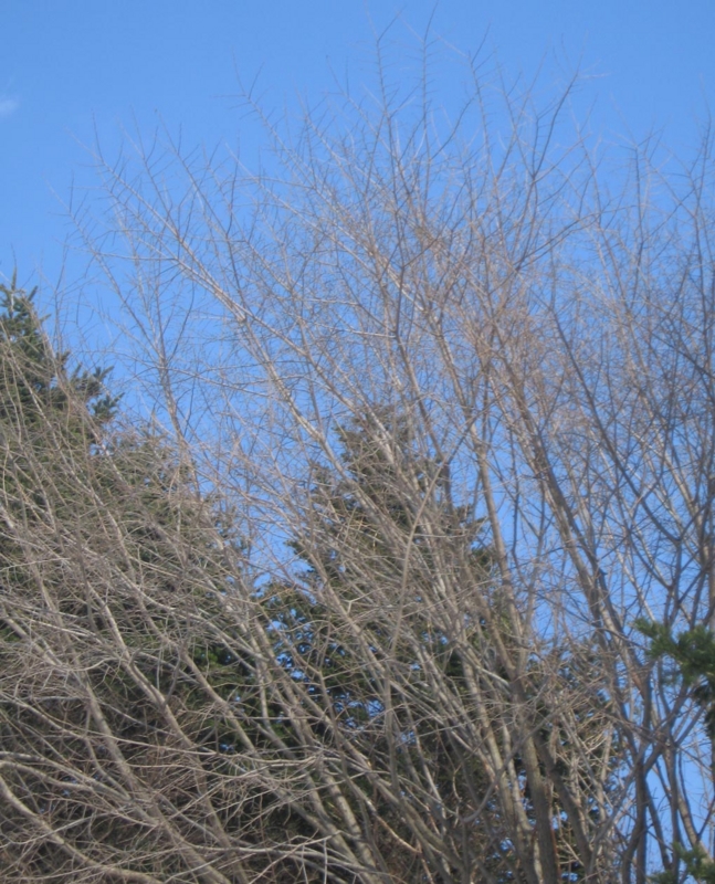 f:id:atarou:20130327085711j:image