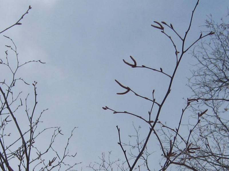 f:id:atarou:20130327090508j:image