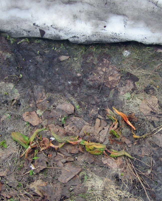 f:id:atarou:20130407052841j:image
