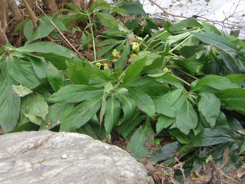 f:id:atarou:20130407055243j:image