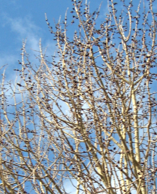 f:id:atarou:20130416062706j:image