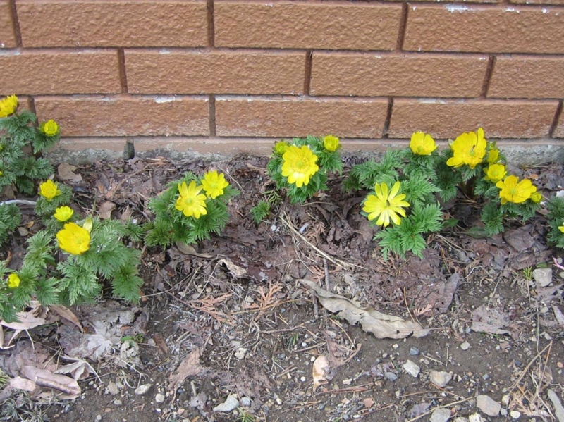 f:id:atarou:20130416065947j:image