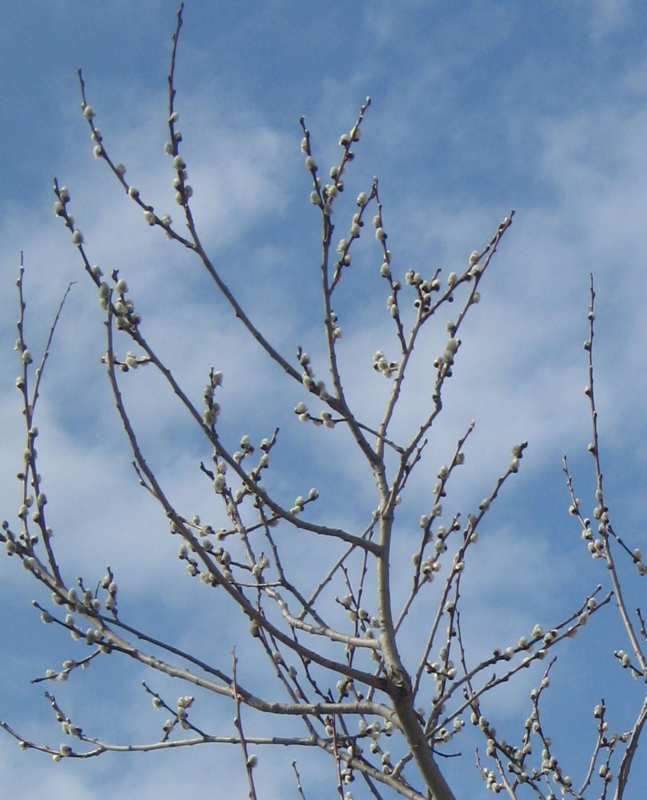 f:id:atarou:20130416084736j:image