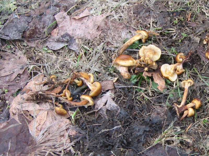 f:id:atarou:20130418061111j:image