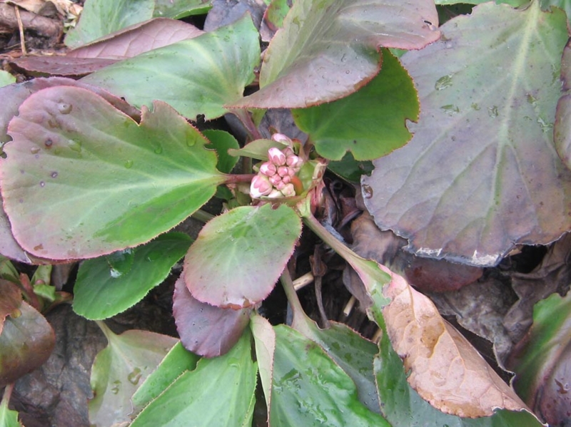 f:id:atarou:20130418061921j:image