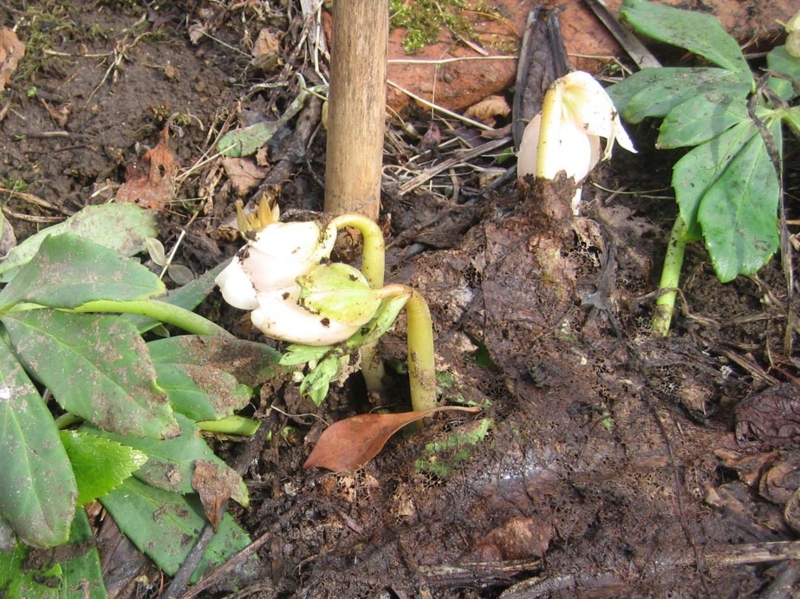 f:id:atarou:20130418085310j:image