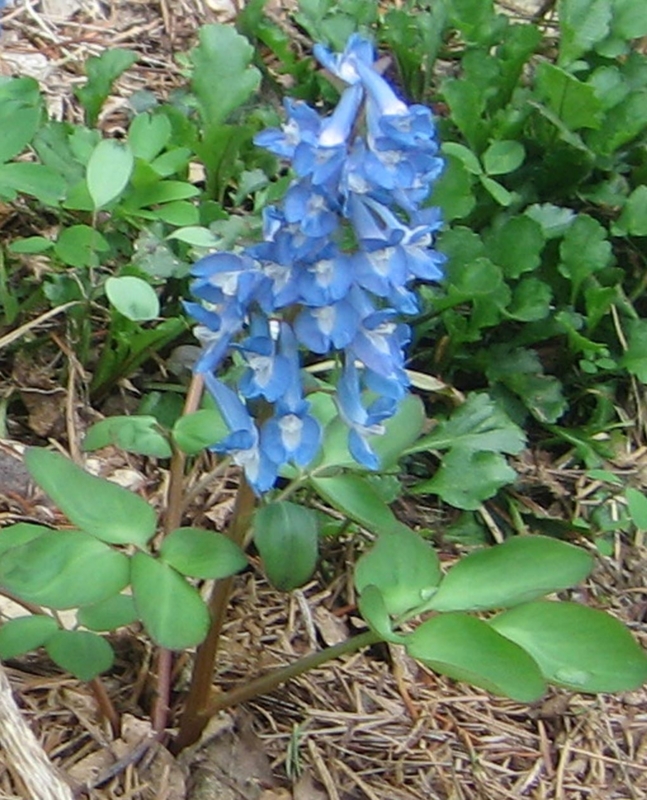 f:id:atarou:20130513065411j:image