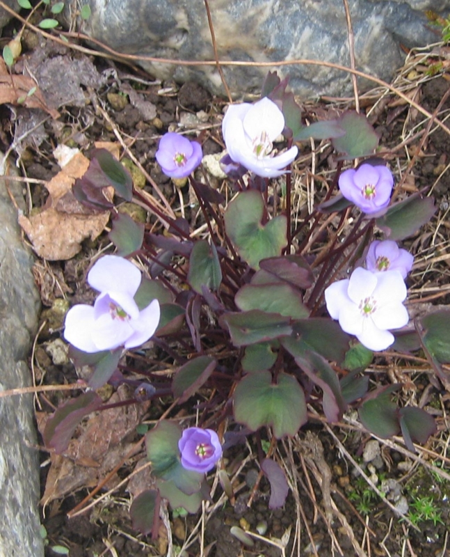 f:id:atarou:20130513071835j:image