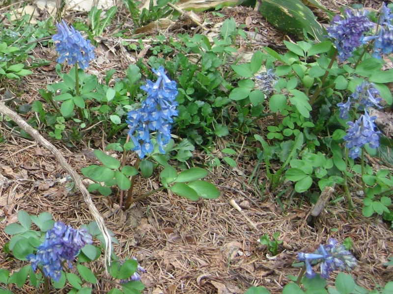 f:id:atarou:20130513085013j:image