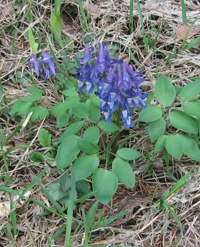 f:id:atarou:20130513085014j:image