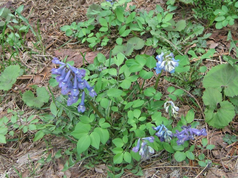 f:id:atarou:20130513085016j:image