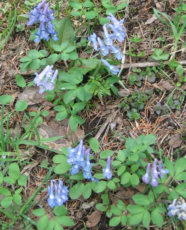 f:id:atarou:20130513085019j:image