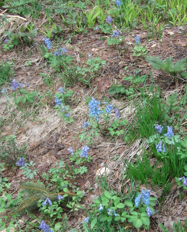 f:id:atarou:20130513085021j:image