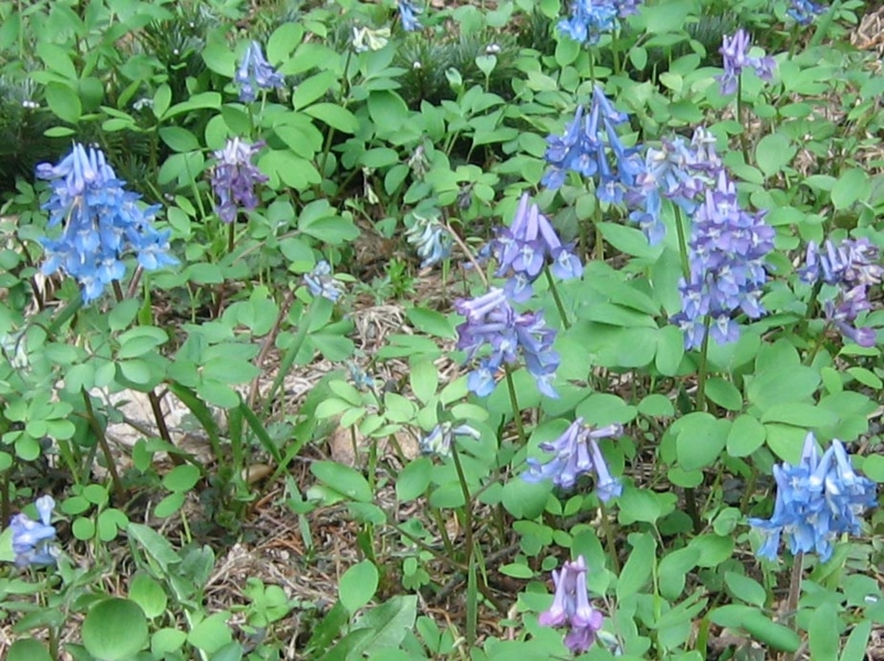 f:id:atarou:20130513085415j:image