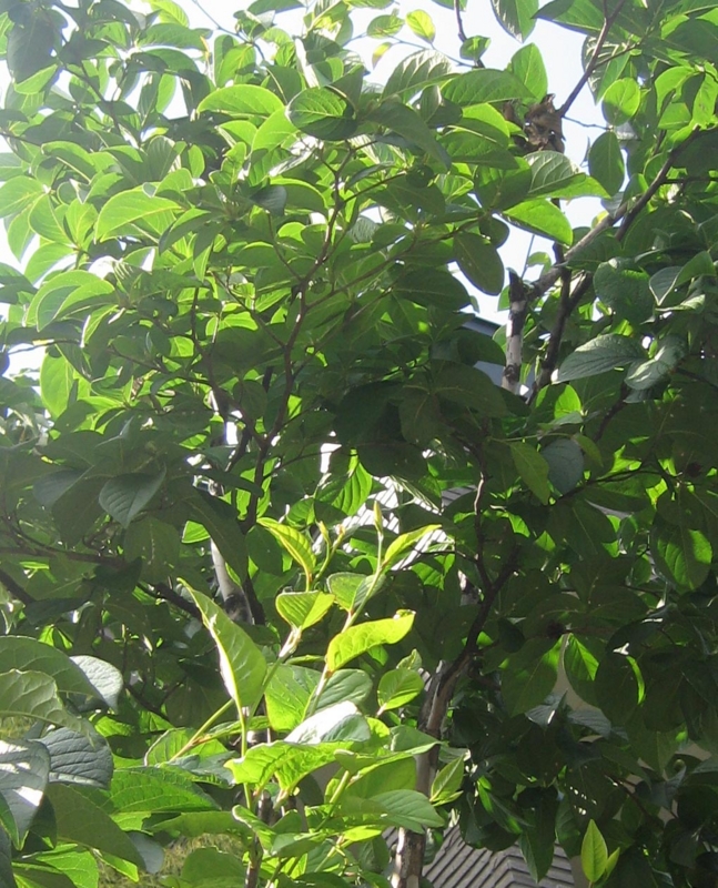 f:id:atarou:20130705061430j:image