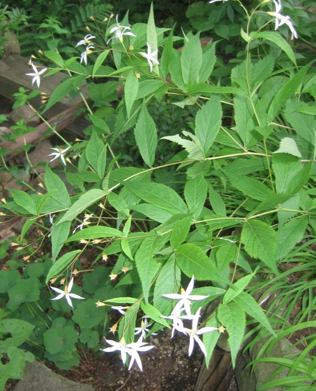 f:id:atarou:20130705085335j:image
