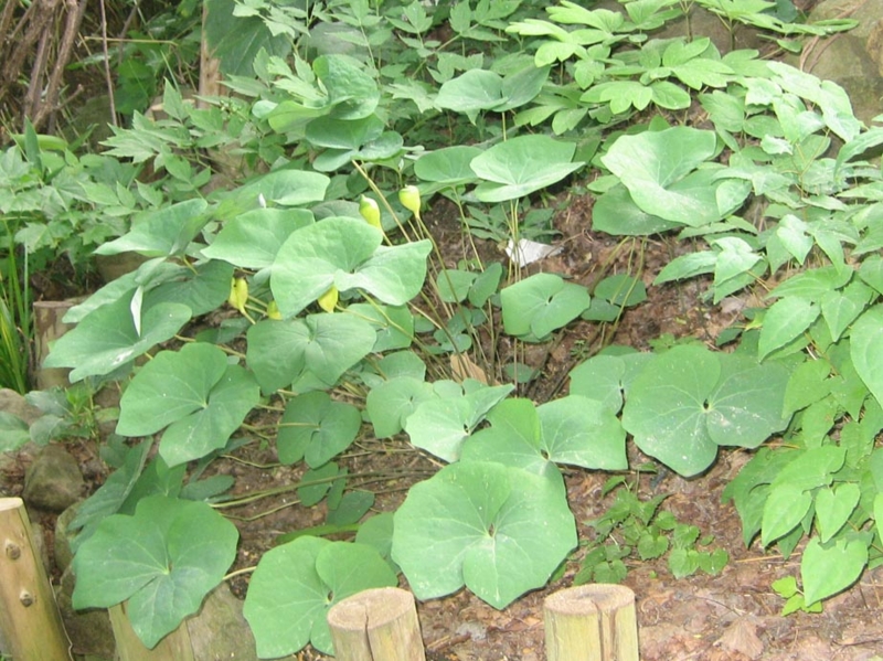 f:id:atarou:20130705090249j:image